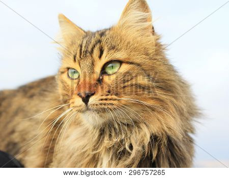 Animals Cats Eyes And Lionhead On Background