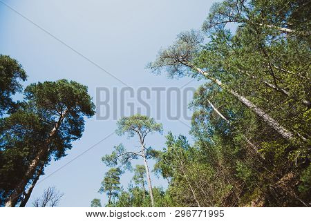 Low Angle View From Below At The Pines Canopies Against Blue Sky In Forest - Concept Of Largess And 