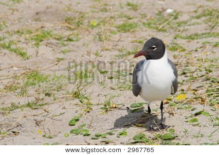 Mouette atricille