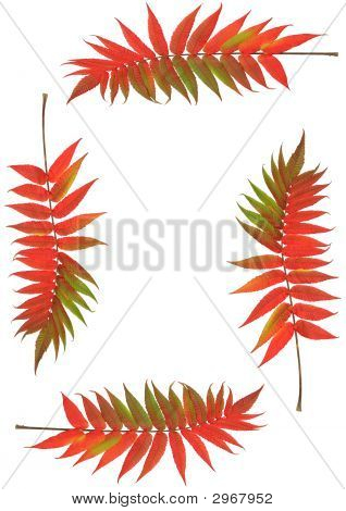 สีแดงงาม
