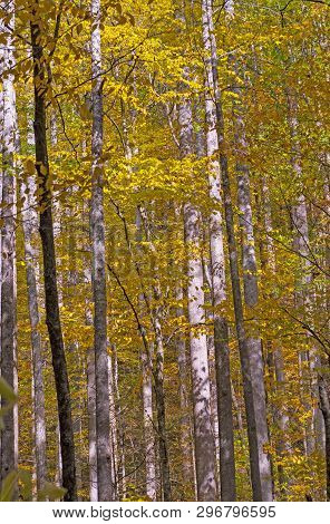 Fall Colors And White Bark In A Dense Forest In The Great Smoky Mountains National Park In North Car