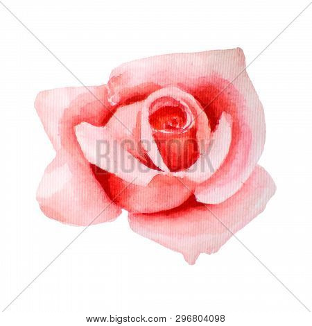 Bright Watercolor Illustration Of Pink, Coral Rose. Bourgeon Hand-drawn, Isolated On White