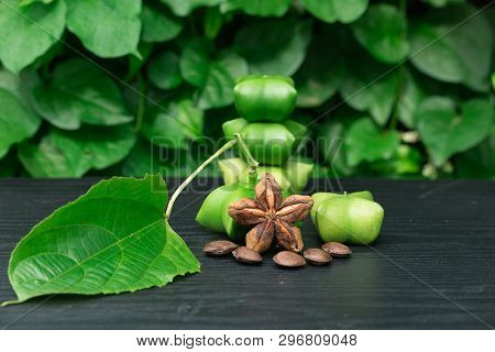 Sacha Inchi, Fresh Capsule Seeds Fruit Of Sacha-inchi Peanut