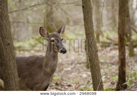 Le cerf de Virginie