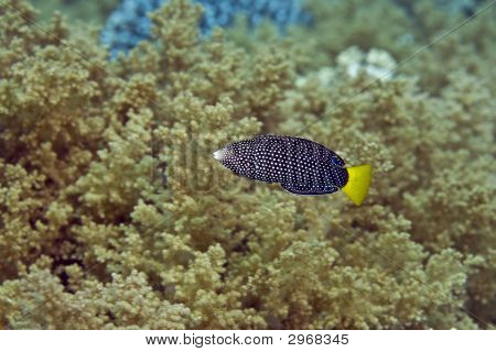 Spotted Wrasse Juv.(Anampses Meleagrides)