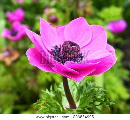 Showy And Bright Purple Anemone Coronaria Flower On Colorful Background.