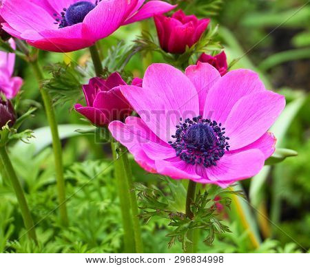 Showy And Bright Purple Anemone Coronaria Flower On Colorful Background.