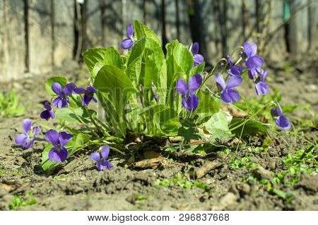 Viola Odorata - Sweet Violet, English Violet, Common Violet, Or Garden Violet