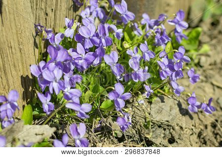 Viola Odorata - Sweet Violet, English Violet, Common Violet, Or Garden Violet