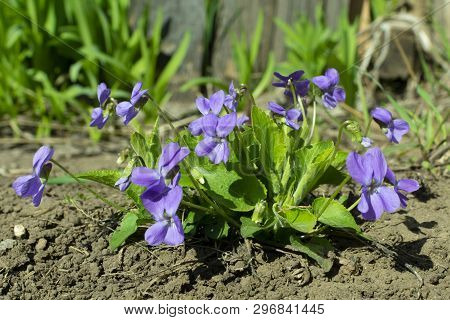 Viola Odorata - Sweet Violet, English Violet, Common Violet, Or Garden Violet