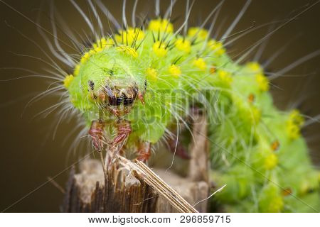 Saturnia Pavonia Green Monster Macrophotography Larva State