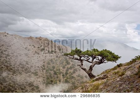 Samotny jałowca na wzgórzu