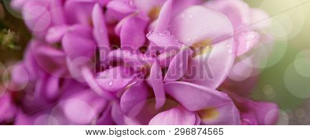 Spring Branch With Clammy Locust (robinia Viscosa Or  Robinia Hispida ) Flowers. Blooming Pink Acaci