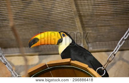 Bird Tukan In The Zoo, In Captivity. A Bird With A Large Bright Yellow Beak.