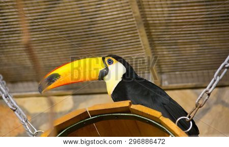 Bird Tukan In The Zoo, In Captivity. A Bird With A Large Bright Yellow Beak.