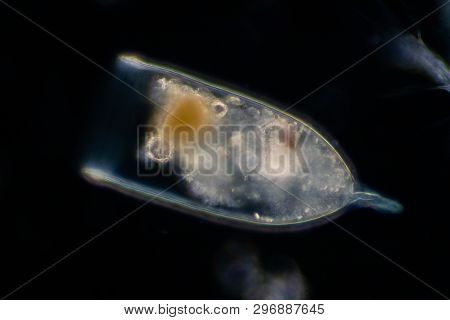 Plankton Are Organisms Drifting In Oceans And Seas. Zooplankton.