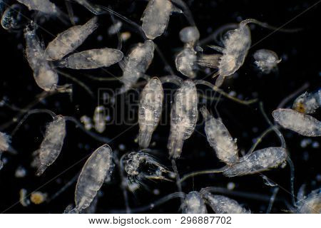 Plankton Are Organisms Drifting In Oceans And Seas. Zooplankton.
