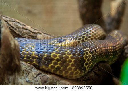 Snake In A Zoo In A Closed Aquarium. Reptile In Captivity. Animals At The Zoo. Dangerous Animals