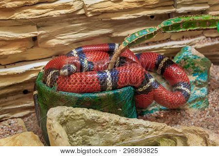 Snake In A Zoo In A Closed Aquarium. Reptile In Captivity. Animals At The Zoo. Dangerous Animals
