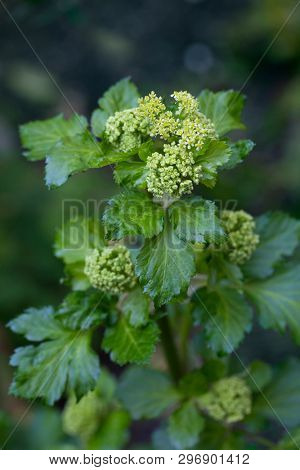 Blooming Alexanders plant in the garden