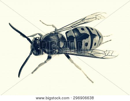 Wasp Larra Beetles Pests Orderly Garden Medvedka Protection Larva Insect White-black Image
