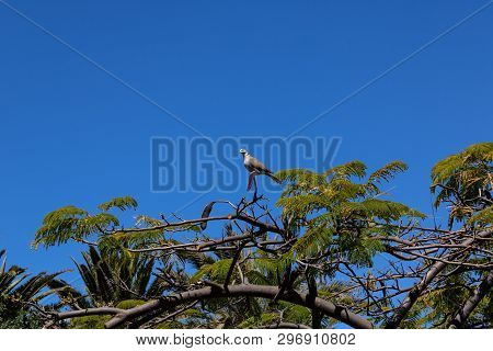 Laughing Dove (spilopelia Senegalensis) Seating On The Flame Tree (delonix Regia) With Seed Pods, Te