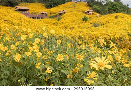 Landscape Of Yellow Flower Field.tree Marigold Or Maxican Sunflower Field (dok Buatong In Thai ) At 