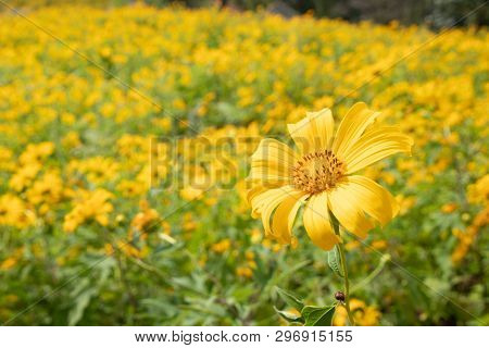 Landscape Of Yellow Flower Field.tree Marigold Or Maxican Sunflower Field (dok Buatong In Thai ) At 