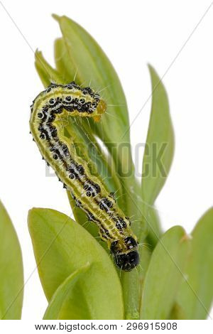 Boxwood Borer Crawls On A Branch. Boxwood Leaves Isolated On White