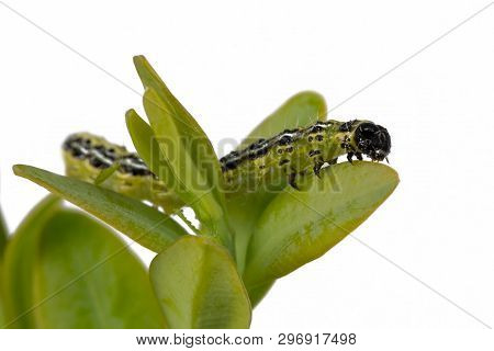 Boxwood Borer Crawls On A Branch. Boxwood Leaves Isolated On White