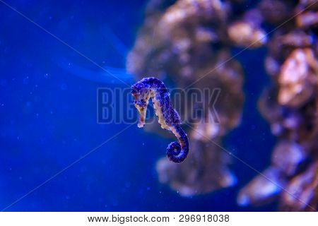 Underwater Life Of The Sea In The Aquarium. Corals Are Sea. Living Creatures Of The Sea. Zoo