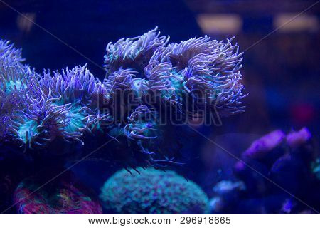 Underwater Life Of The Sea In The Aquarium. Corals Are Sea. Living Creatures Of The Sea. Zoo