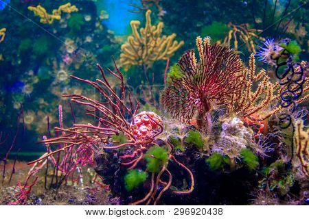 Underwater Life Of The Sea In The Aquarium. Corals Are Sea. Living Creatures Of The Sea. Zoo