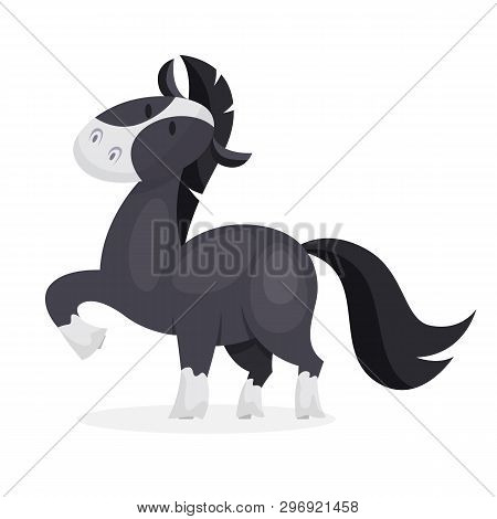 Horse Wild Or Domestic Animal. Black Mammal
