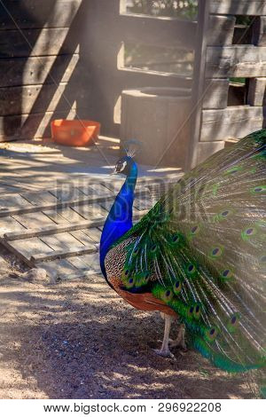 Peacock In The Zoo. Peacock In Captivity. Birds In Captivity In A Zoo.