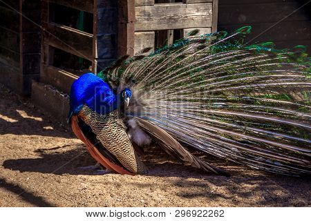 Peacock In The Zoo. Peacock In Captivity. Birds In Captivity In A Zoo.