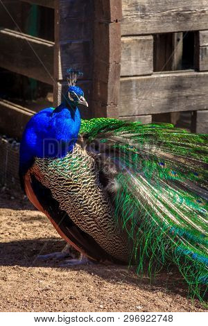 Peacock In The Zoo. Peacock In Captivity. Birds In Captivity In A Zoo.