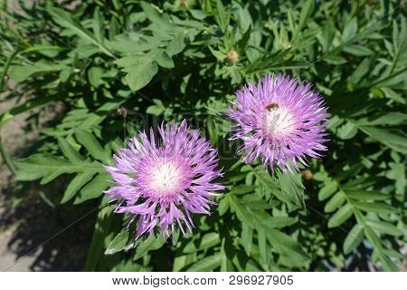 Two Mauve Flower Heads Of Centaurea Dealbata