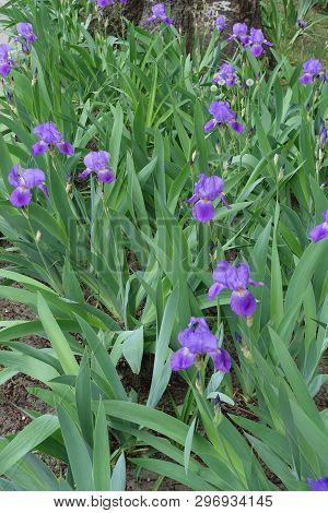 Violet Flowers Of Iris Germanica In Spring