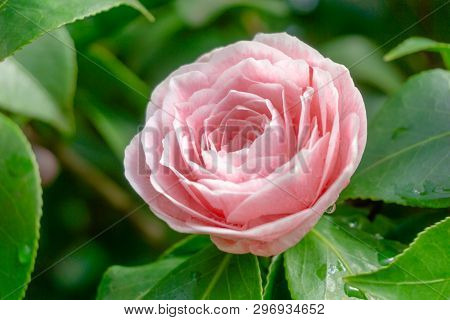 Close-up Of A Beautiful Flowering Pink Camellia Bonomiana (camellia Japonica) With Little Drops.