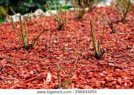 Red Pine Mulch On A Flowerbed With Rose Bushes. Posh Landscape Design Flower Beds Roses. Beautiful M