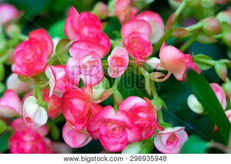 Numerous Bright Flowers Of Tuberous Begonias (begonia Tuberhybrida) In Garden.