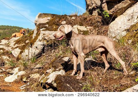 Weimaraner On Rock In Forest. Hunting Dog On The Hunt. Spring Walk Through The Forest With A Dog.  H