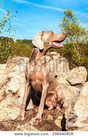 Weimaraner On Rock In Forest. Hunting Dog On The Hunt. Spring Walk Through The Forest With A Dog.  H