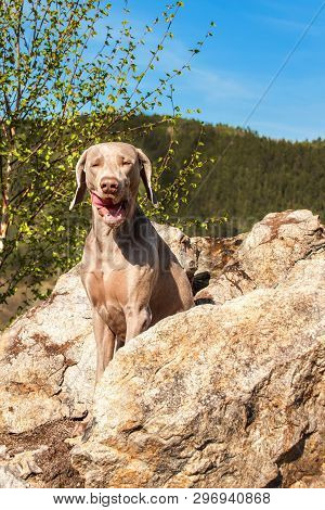 Weimaraner On Rock In Forest. Hunting Dog On The Hunt. Spring Walk Through The Forest With A Dog.  H