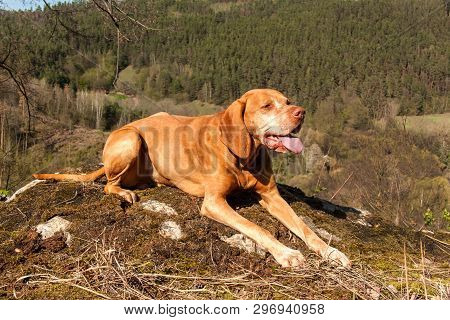 Hungarian Hound Vizsla On A Rock In The Forest. Hunting Dog In The Forest. Hound On The Hunt.