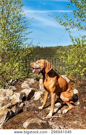 Hungarian Hound Vizsla On A Rock In The Forest. Hunting Dog In The Forest. Hound On The Hunt.