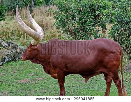 Watusi, Is A Breed Of Cattle Which Originated In Africa. A Distinctive Feature Of Are Very Long Horn