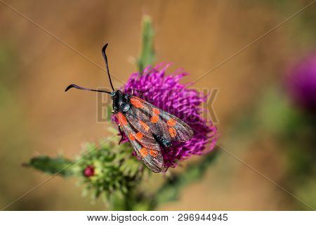Close-up Of A Butterfly, Rambling On A Plant