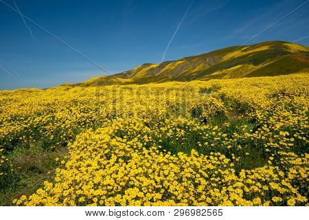 Hillside Daisies As Far As The Eye Can See At Carrizo Plain National Monument During A Superbloom